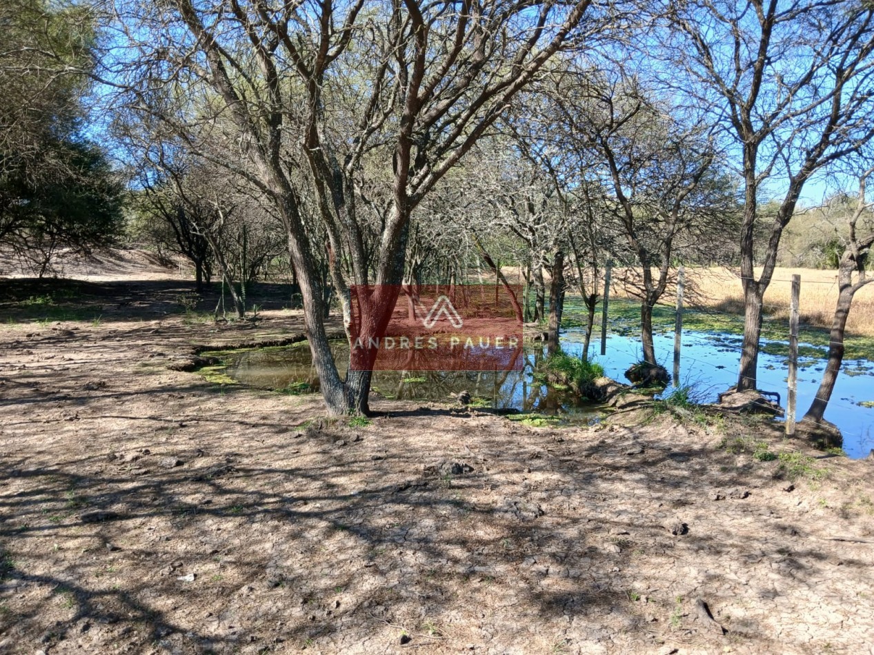 VENTA O ALQUILER DE CAMPO GANADERO 496 HECTAREAS